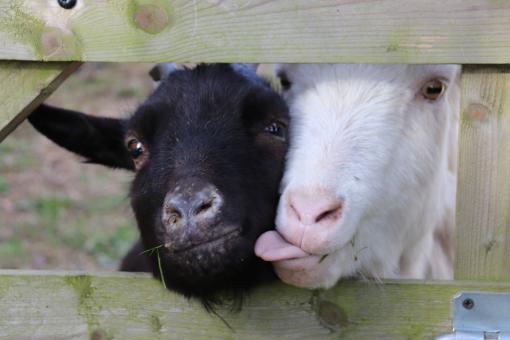 Free Stock Photo of Please! We're so hungry...
