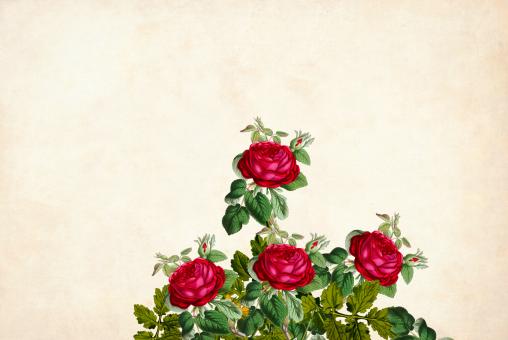 Free Stock Photo of Red Roses Vintage Flower Background