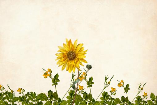 Free Stock Photo of Vintage Sunflower Background