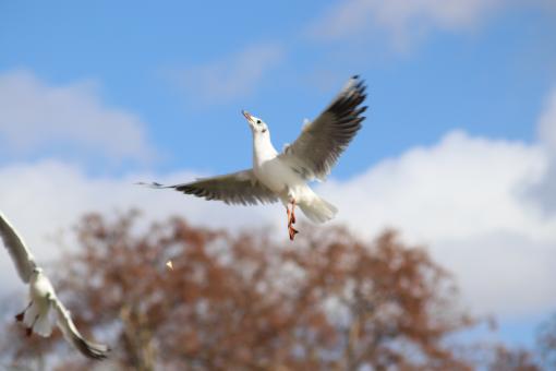 Free Stock Photo of Seagull catching a piece of bread