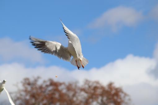 Free Stock Photo of Seagull catching a piece of bread