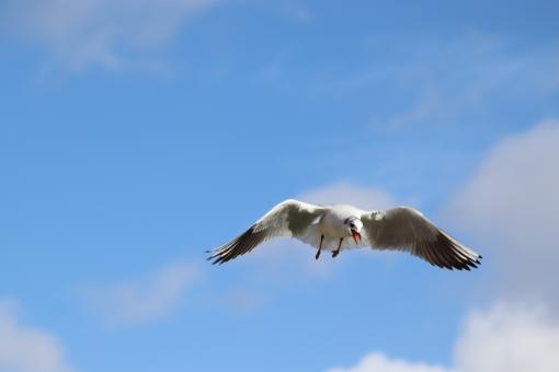 Free Stock Photo of seagull in flight