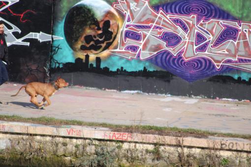 Free Stock Photo of Dog running in front of a wall painting