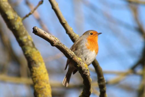 Free Stock Photo of Lovely robin on its branch