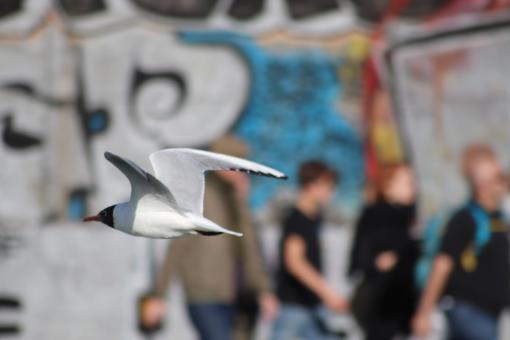 Free Stock Photo of Seagull flying by...