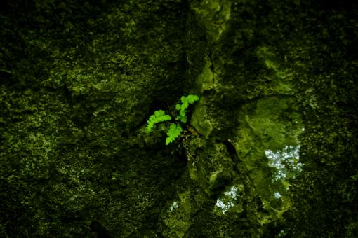 Free Stock Photo of Green Flower Organic Background