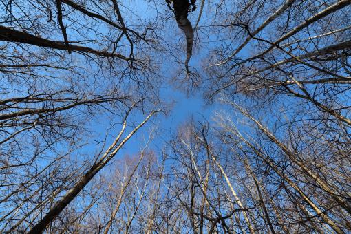 Free Stock Photo of Tree trunks in winter