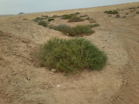 Free Stock Photo of Planting in the desert