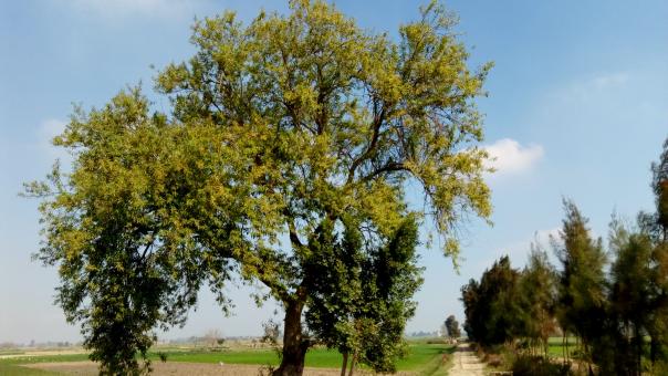 Free Stock Photo of Willow tree