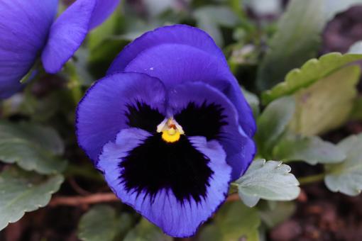 Free Stock Photo of Blue pansy