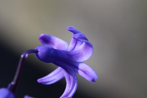 Free Stock Photo of Hyacinth flower close-up