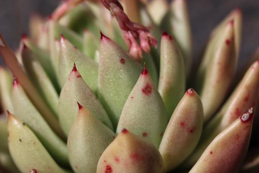 Free Stock Photo of Succulent Close-up
