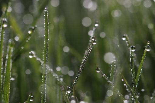 Free Stock Photo of Droplets on weeds