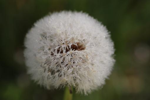Free Stock Photo of Morning dew on dandelion seeds