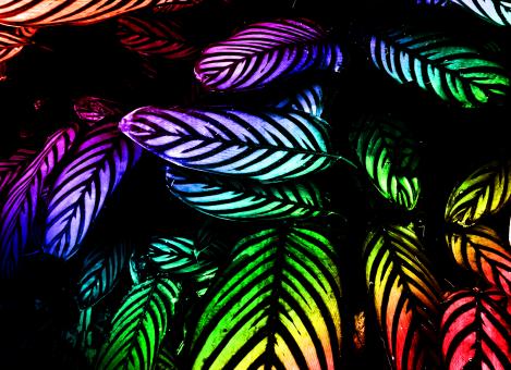 Free Stock Photo of Colorful Leaves - Background