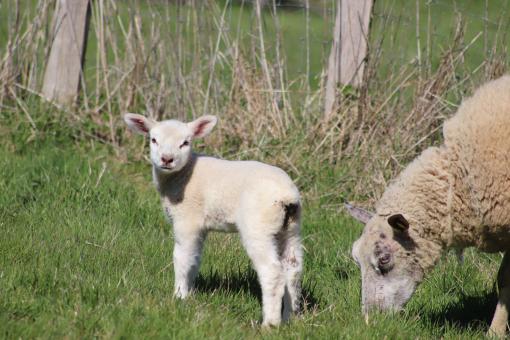 Free Stock Photo of Lamb and its mother