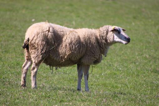 Free Stock Photo of Sheep in its prairie