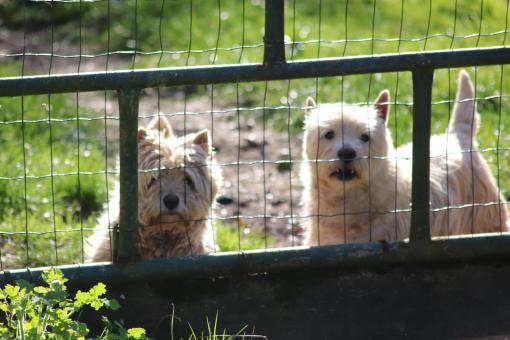 Free Stock Photo of Small dogs in a garden