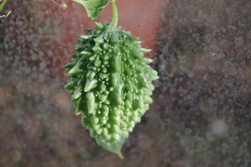 Free Stock Photo of Weird tropical fruit