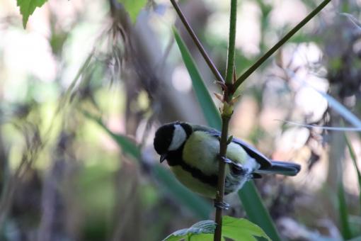 Free Stock Photo of Black-capped chickadee