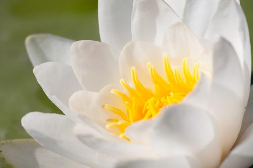 Free Stock Photo of White and Yellow Lily Flower
