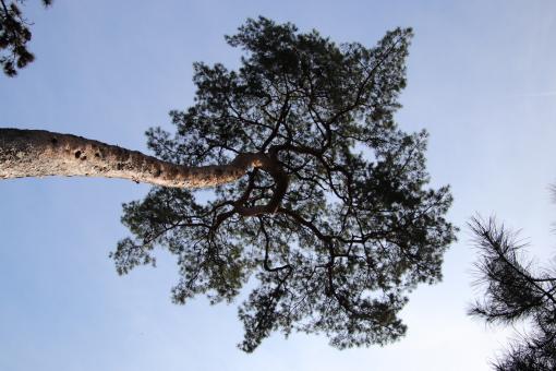 Free Stock Photo of Pine tree from under