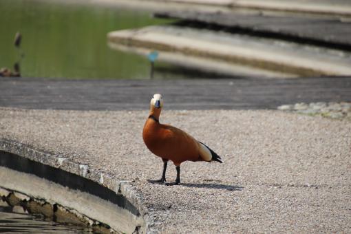 Free Stock Photo of Mandarin duck ready to plunge for the picture...