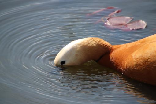 Free Stock Photo of Mandarin duck ready for diving