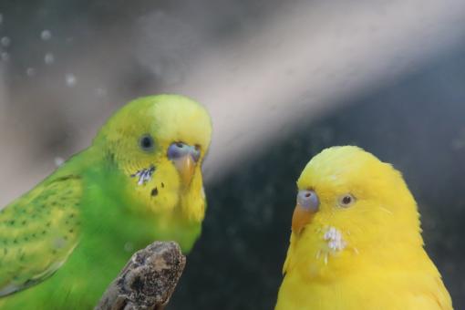 Free Stock Photo of Talky as a pair of parakeets...