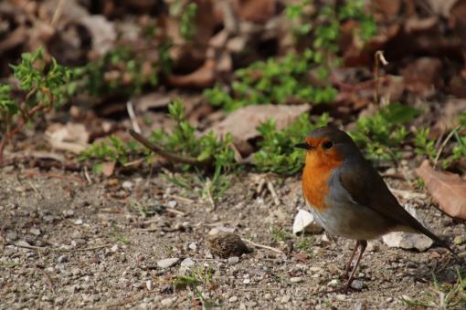 Free Stock Photo of I'm the pretty boy of the garden...