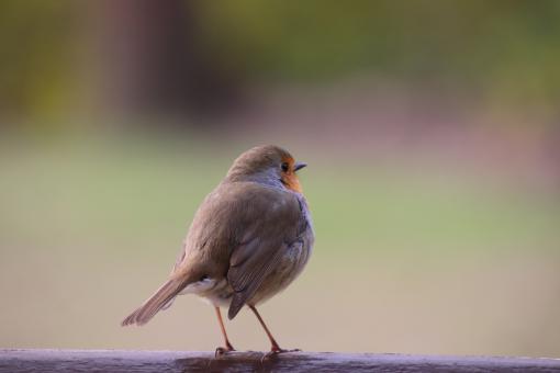Free Stock Photo of I'll flip over if you feed me... I said!!