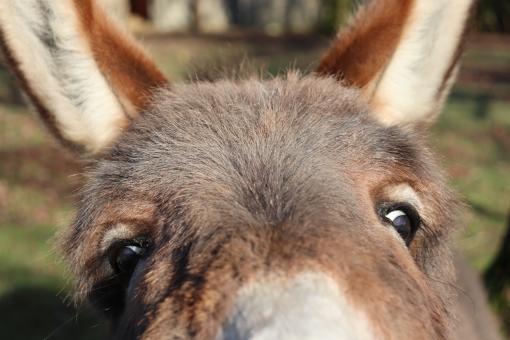 Free Stock Photo of Stop licking my lens, you brainless donkey!!