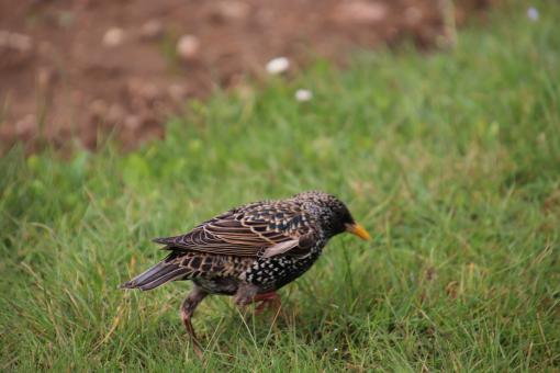 Free Stock Photo of Starling searching in the grass