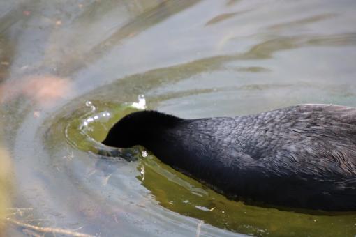 Free Stock Photo of Plunging for food...