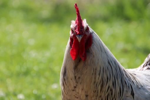 Free Stock Photo of What did you say!!??