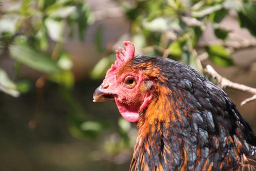 Free Stock Photo of I'm ready for Easter...