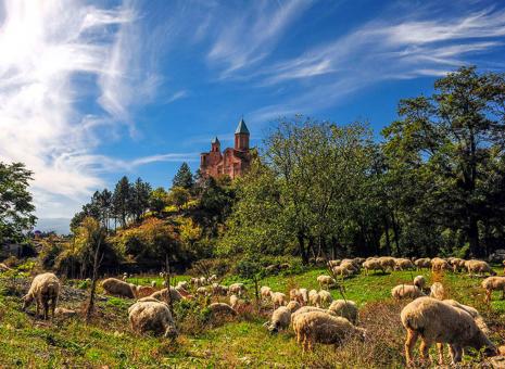 Free Stock Photo of The sheep grazing herb