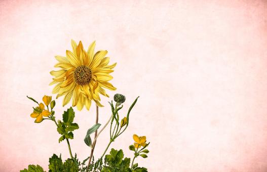 Free Stock Photo of Sunflower on Paper Background