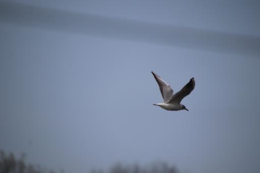 Free Stock Photo of Seagull flying away