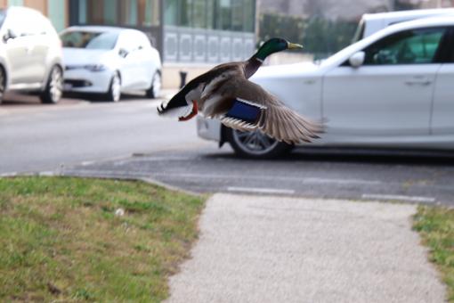 Free Stock Photo of Duck's take-off