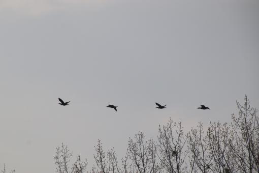 Free Stock Photo of Crows flying by