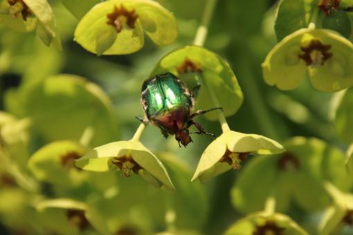Free Stock Photo of Gee! My favorite flower!!