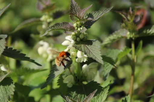 Free Stock Photo of Bumblebee foraging