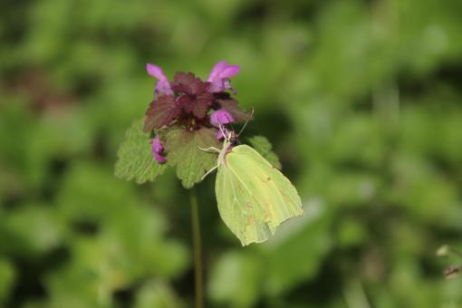 Free Stock Photo of Green butterfly foraging