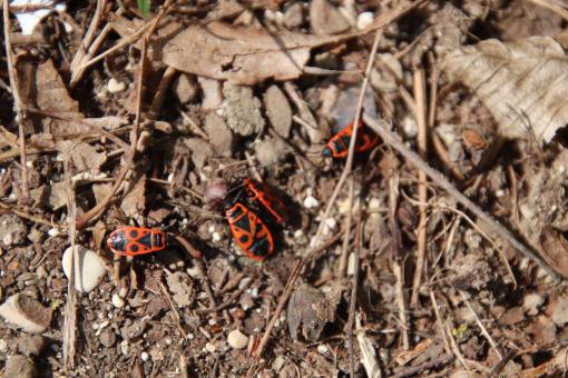 Free Stock Photo of Large insect family!