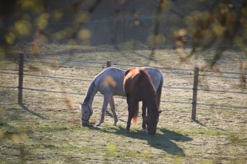 Free Stock Photo of Horses in the morning light