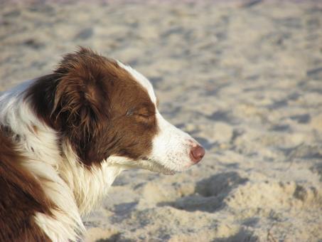 Free Stock Photo of Dog on a beach