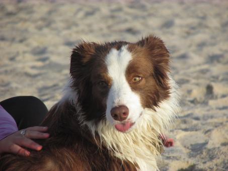 Free Stock Photo of Pet Dog on a beach