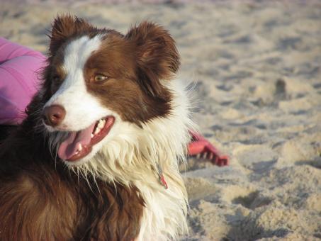 Free Stock Photo of Happy Dog on a beach