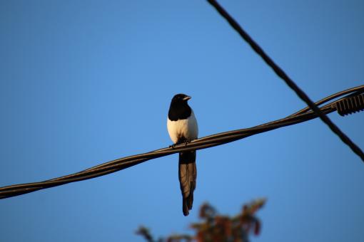 Free Stock Photo of Magpie in the early hours